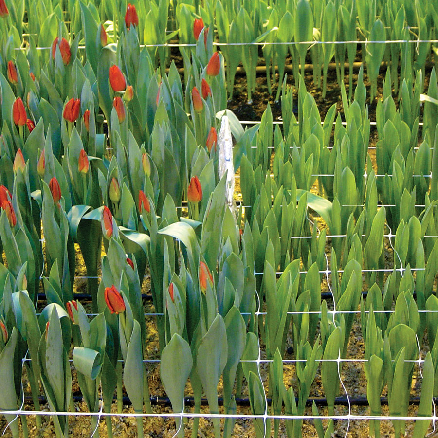 Сетка для цветов на срезку